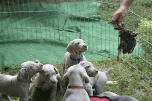 www.timberdoodleweims.net - Gallery- Puppy - 055